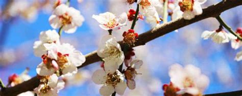 桃花枝怎麼養|桃花枝水培怎麼養